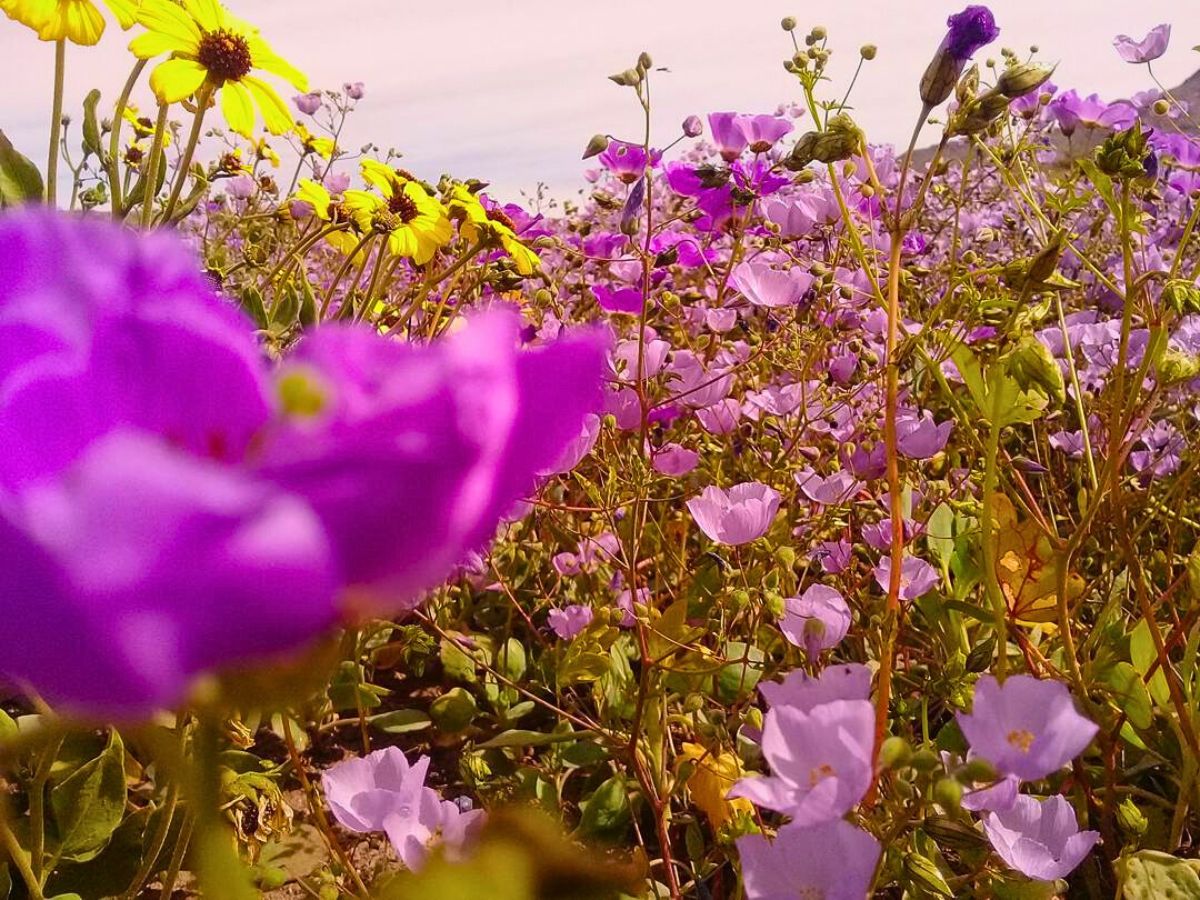 Desert wildflowers Atacama’s Rare Floral Spectacle When the World’s Driest Desert Comes Into Bloom - Thursd Article