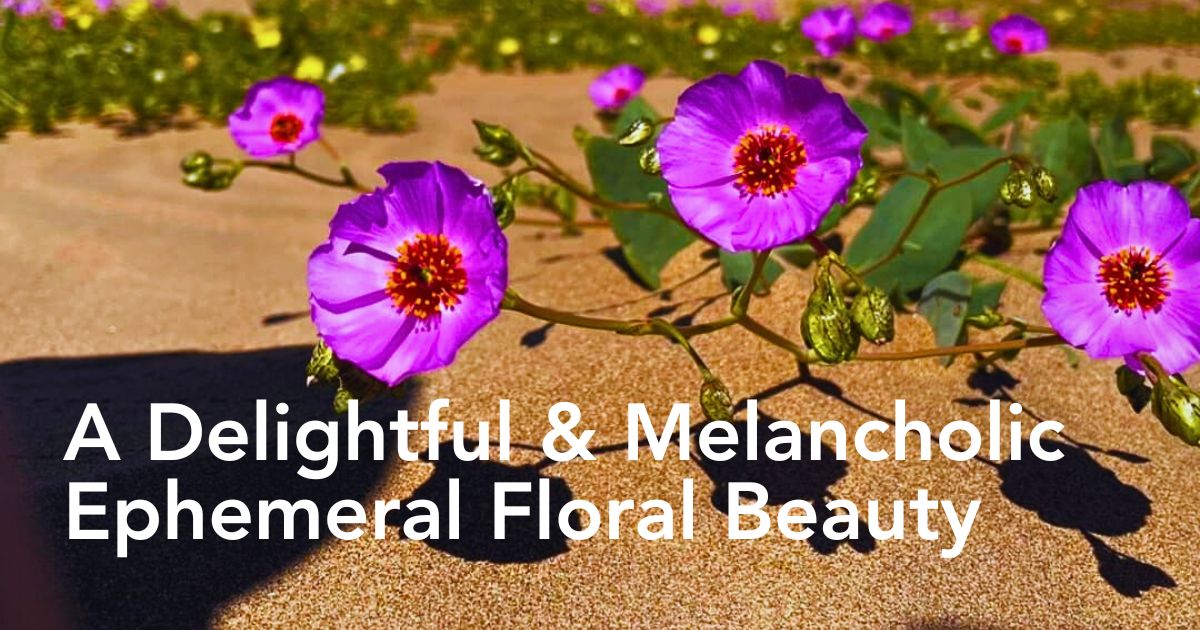 Atacama’s Rare Floral Spectacle When the World’s Driest Desert Comes Into Bloom - Thursd Article