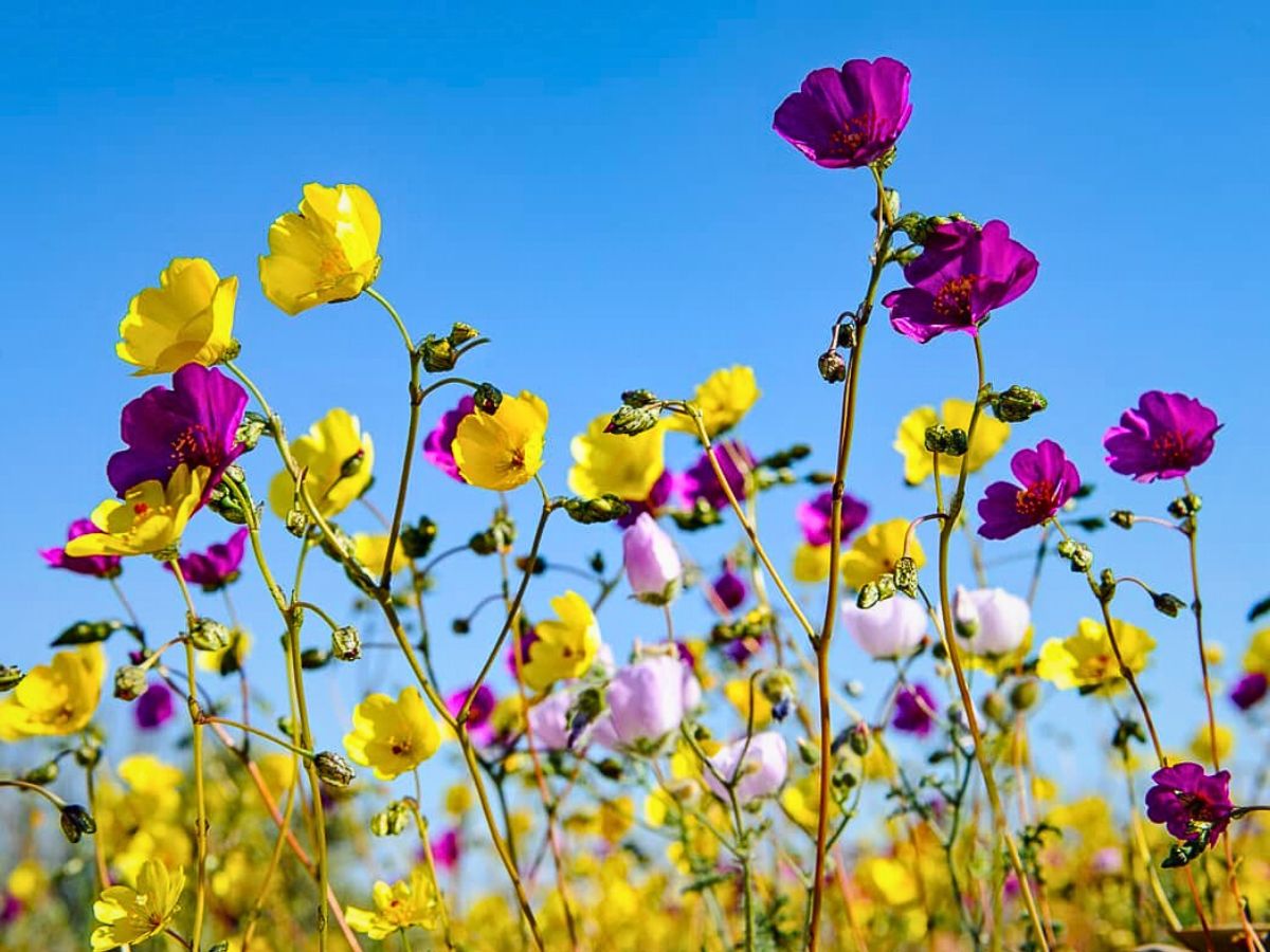 Wildflowers Atacama’s Rare Floral Spectacle When the World’s Driest Desert Comes Into Bloom - Thursd Article