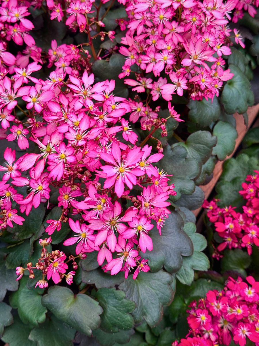 Michael Perry AKA Mr Plant Geek: Saxifraga ‘Twynkla’ Is Autumn’s Unexpected Star
