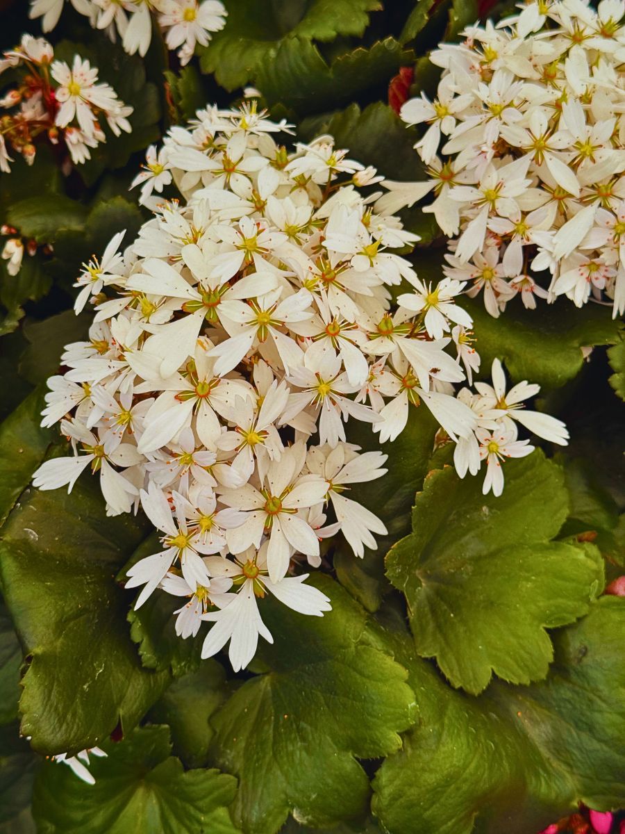 Michael Perry AKA Mr Plant Geek: Saxifraga ‘Twynkla’ Is Autumn’s Unexpected Star