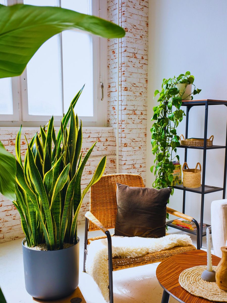 Indoor plants green and low maintenance houseplants in an indoor setting