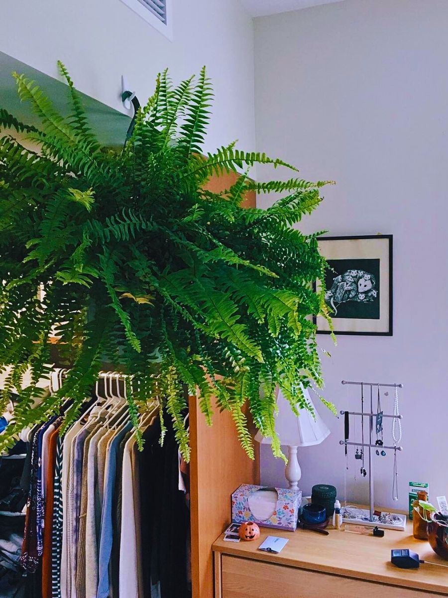 Boston fern Boston fern