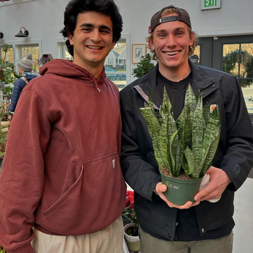 Snake plant two friends - one of them holding a snake plant pot