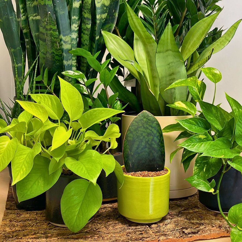 Houseplants Snake plants, ZZs, and pothos - all potted
