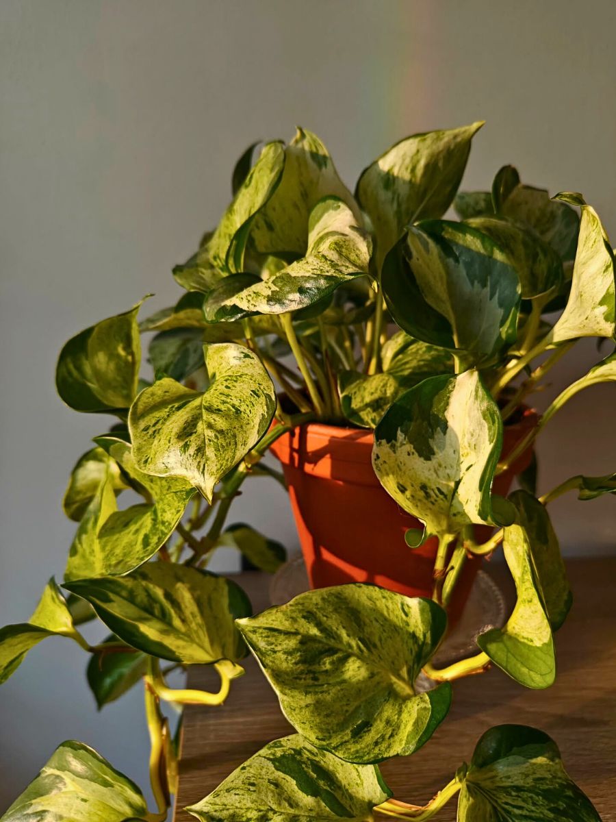 Variegated pothos plant variegated pothos plant in a pot