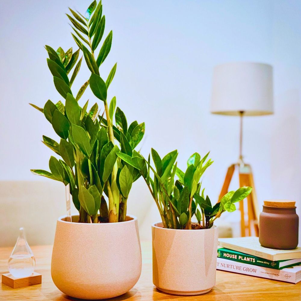 ZZ plants ZZ plants
