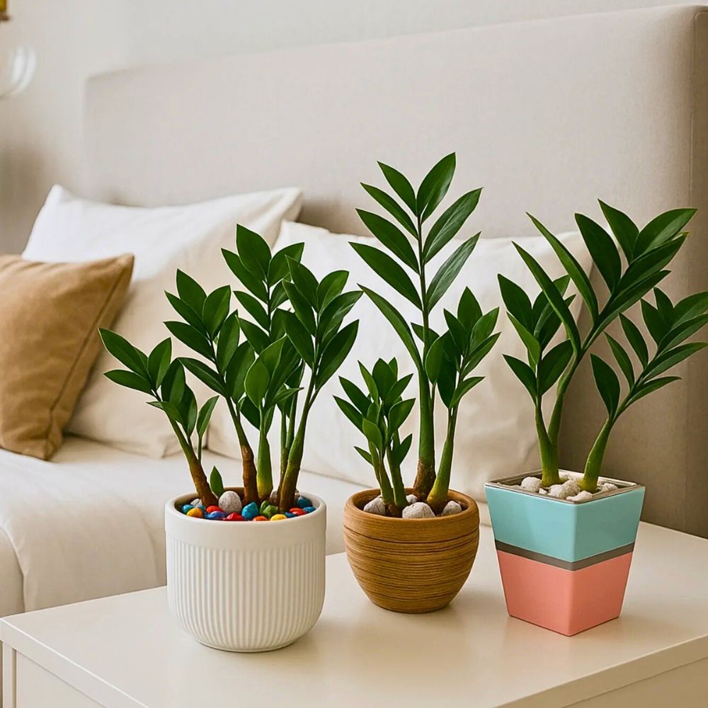 ZZ plants 3 zz plants in pot kept on a table near couch/sofa