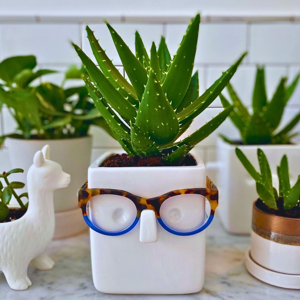 Succulent plants succulent plants are best plants to grow in spots with indirect sunlight