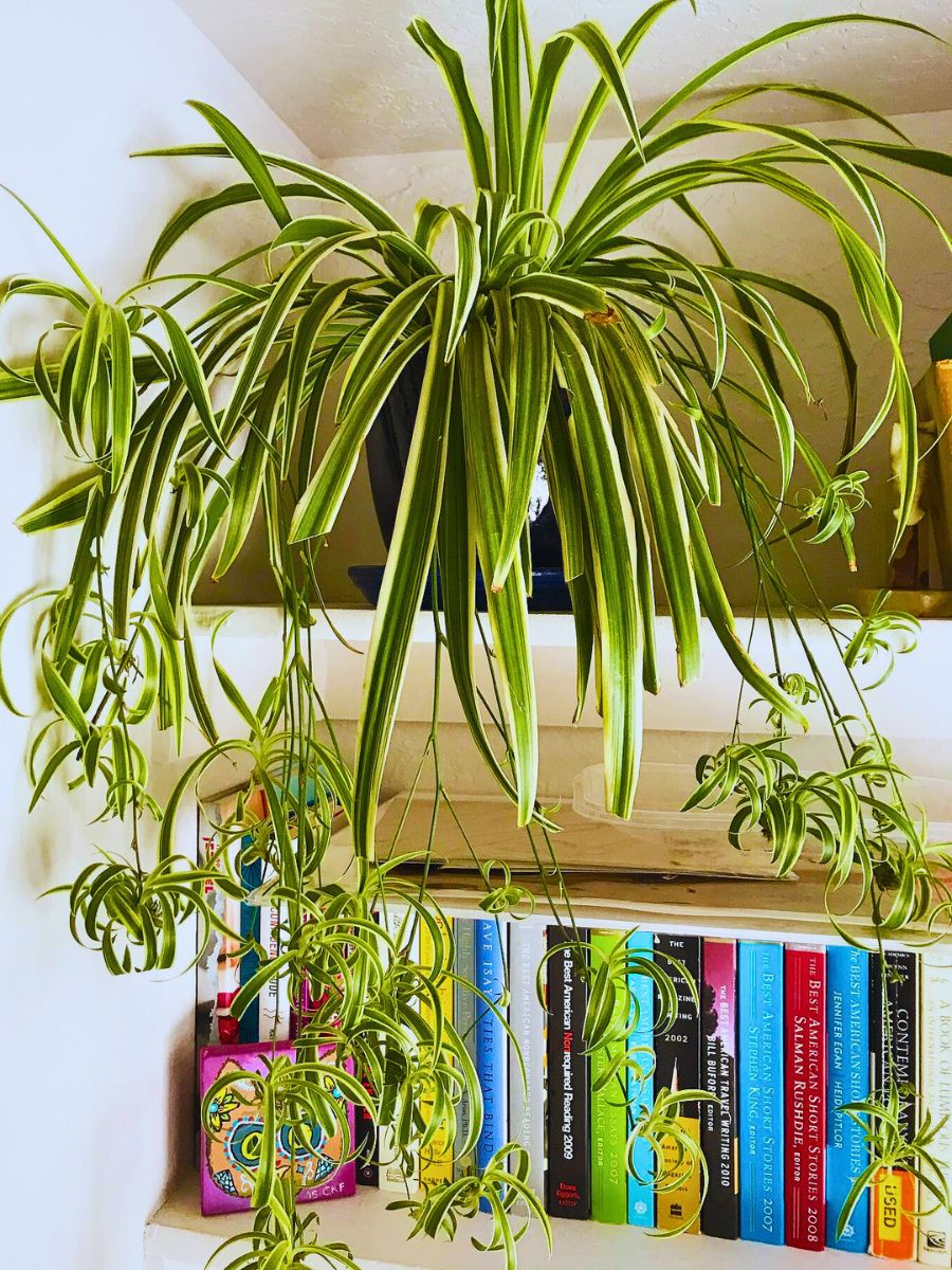 Spider plants spider plants do not need direct sun and also tolerate low light environment, the demand low plant care and can easily grow alongside other plants