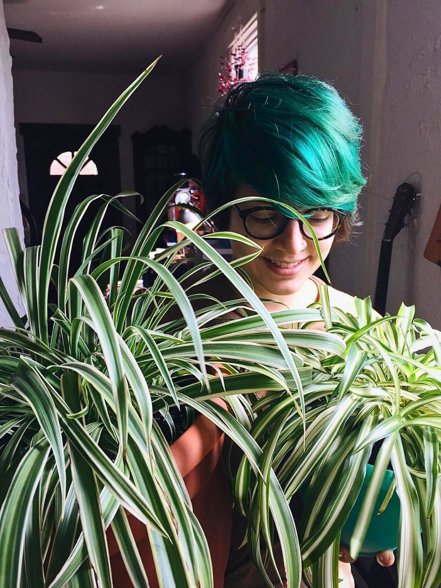 Spider plants spider plants are green indoor plants requiring indirect light to grow