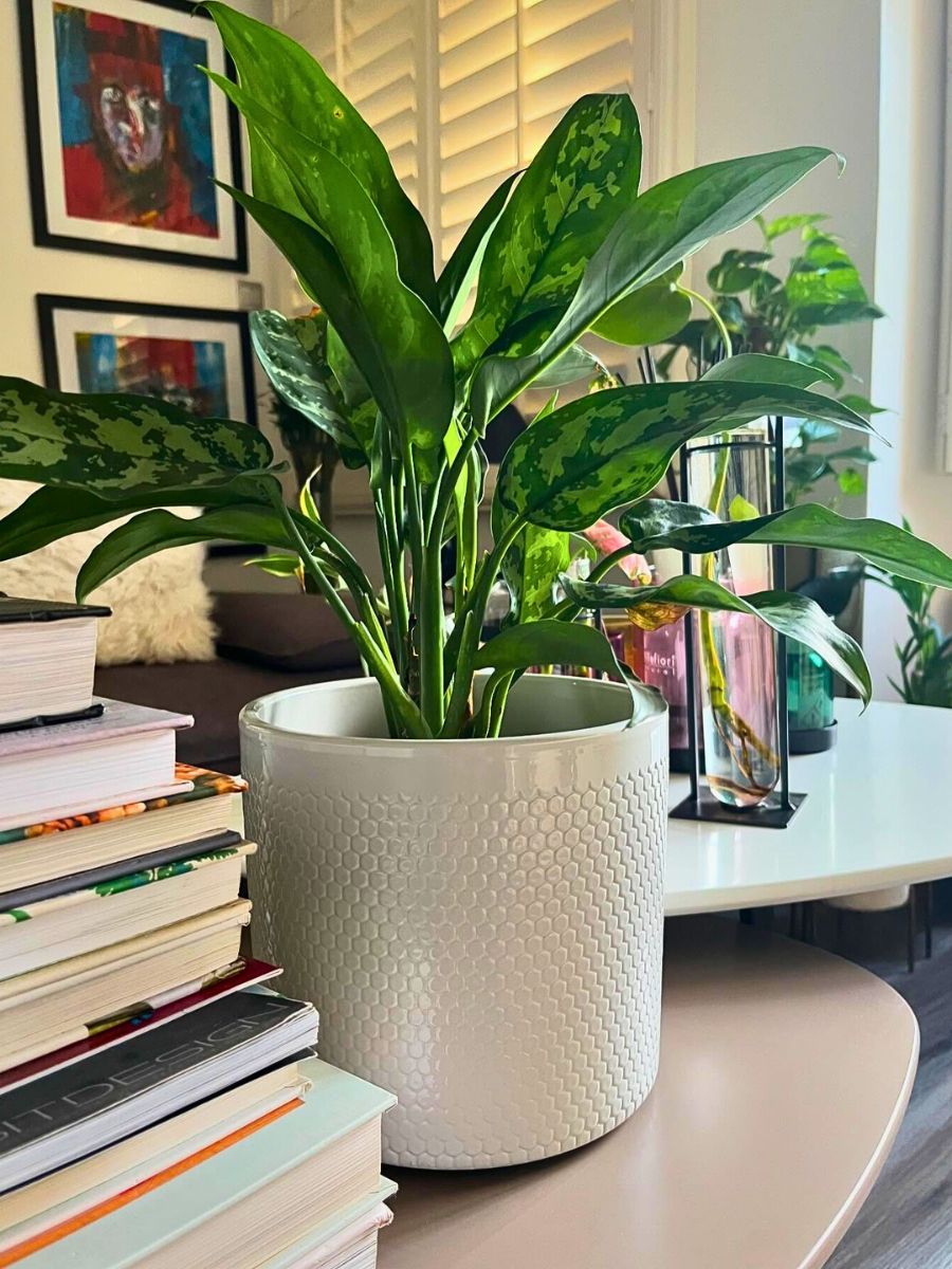 Chinese evergreen Dorm-Friendly Plants: These Are the Low-Maintenance Dorm Room Plants That Will Enhance Your Spaces - Thursd Article