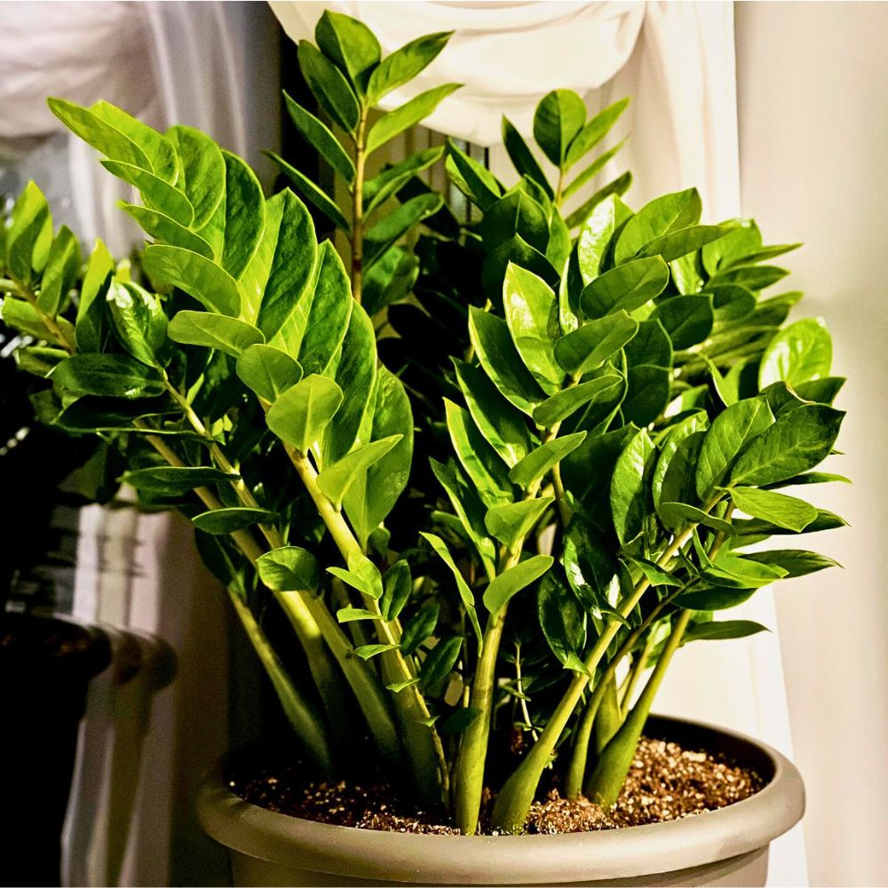 ZZ plants zz plants in a pot