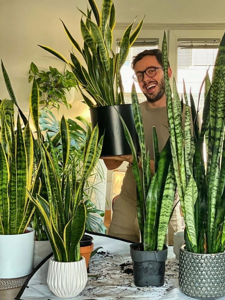 Snake plants most people's favorite - the snake plant survives easily in low humidity level space and need only enough light to live, the only threat to them is overwatering and root rot