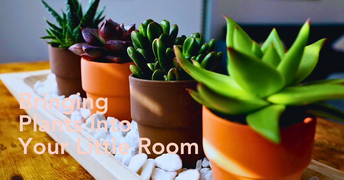 Best Dorm Room Plants - Thursd Article header image