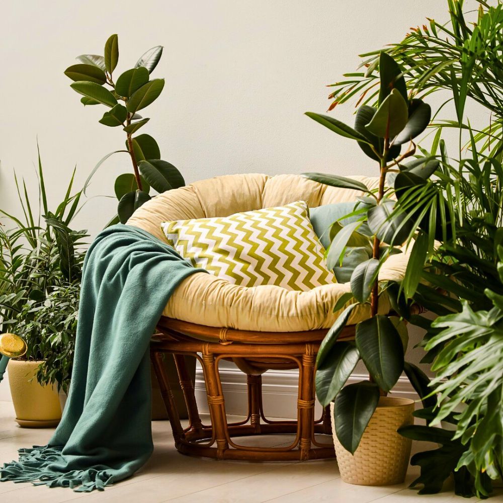 Indoor plants easy to care for and low maintenance plants
