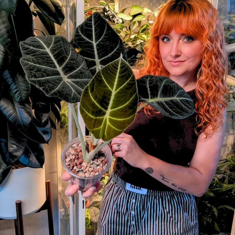 Girl with black alocasia