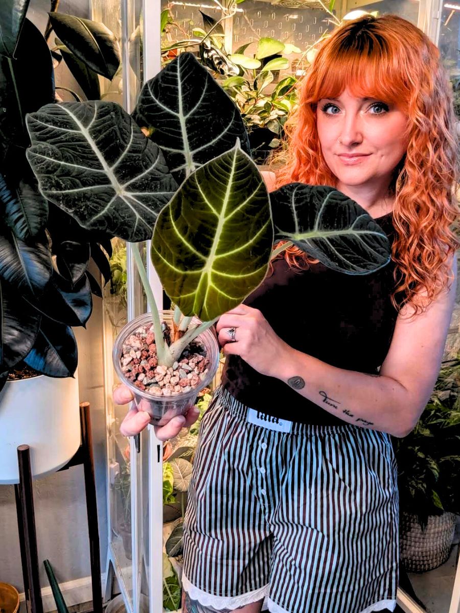A girl with Alocasia Black houseplant