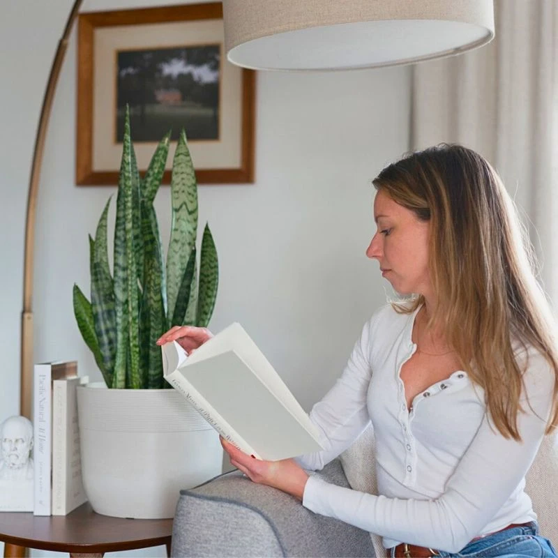 Dorm-Friendly Plants: These Are the Low-Maintenance Dorm Room Plants That Will Enhance Your Spaces - Thursd Article