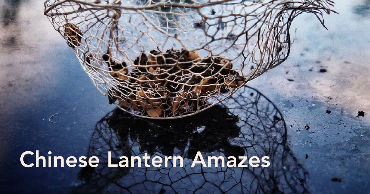 Everything To Know About Chinese Lantern or Physalis flower by @Hagenase