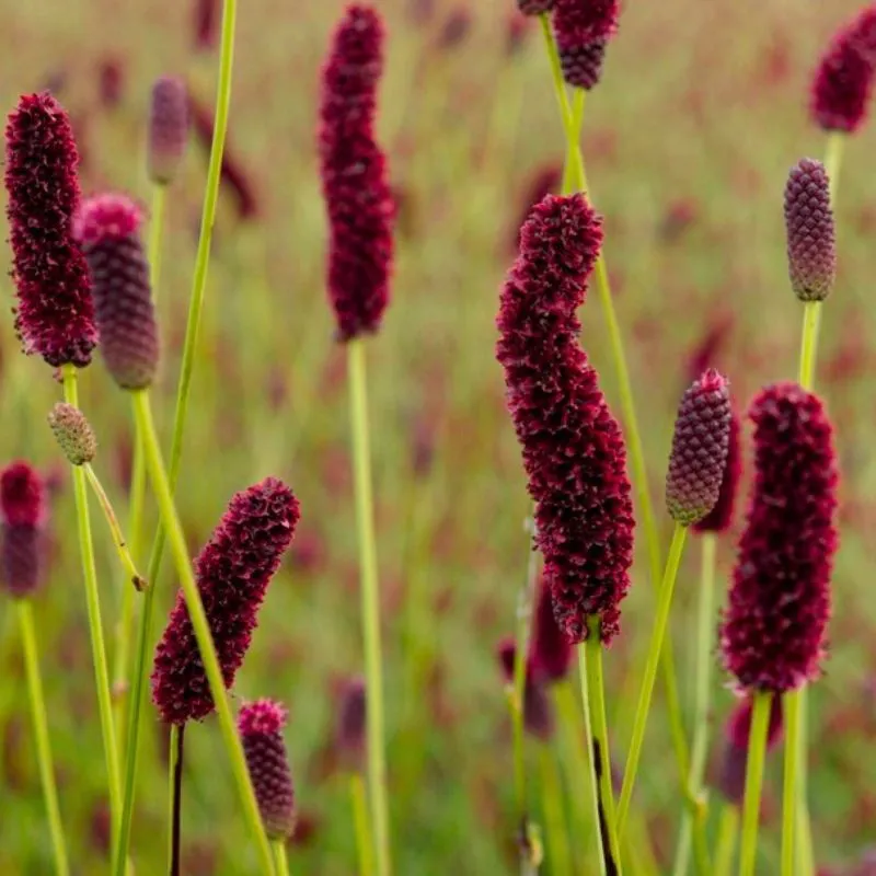 Sanguisorba Big Dream by BD Flowers