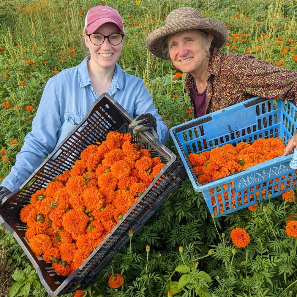 Two ladies harvesting Marigolds