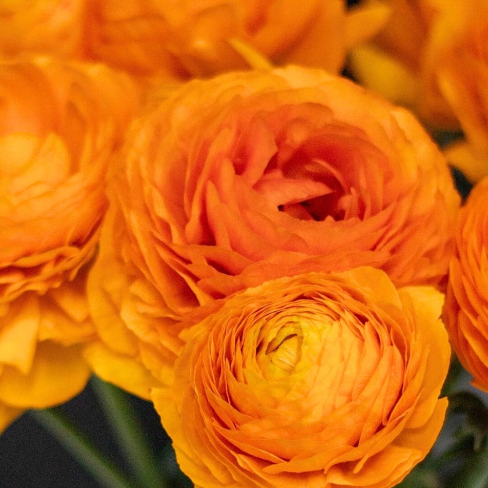 Orange Ranunculus from Tessa Corp