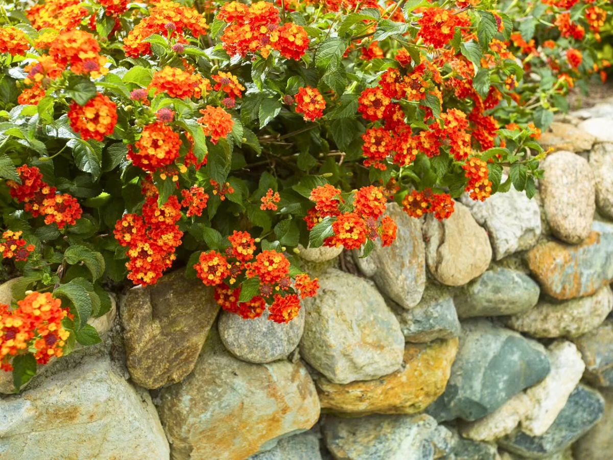 Orange Lantanas