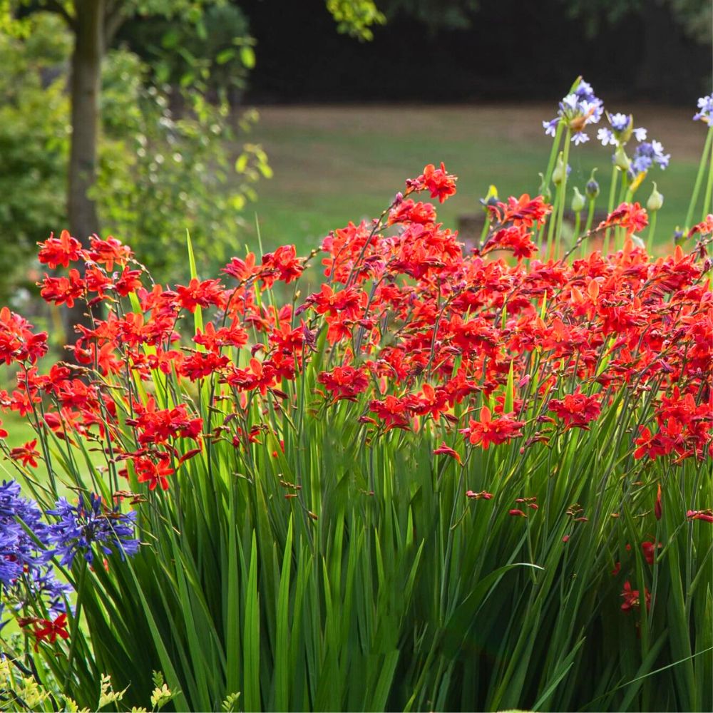 Fully flowering Crocosmia in a garden
