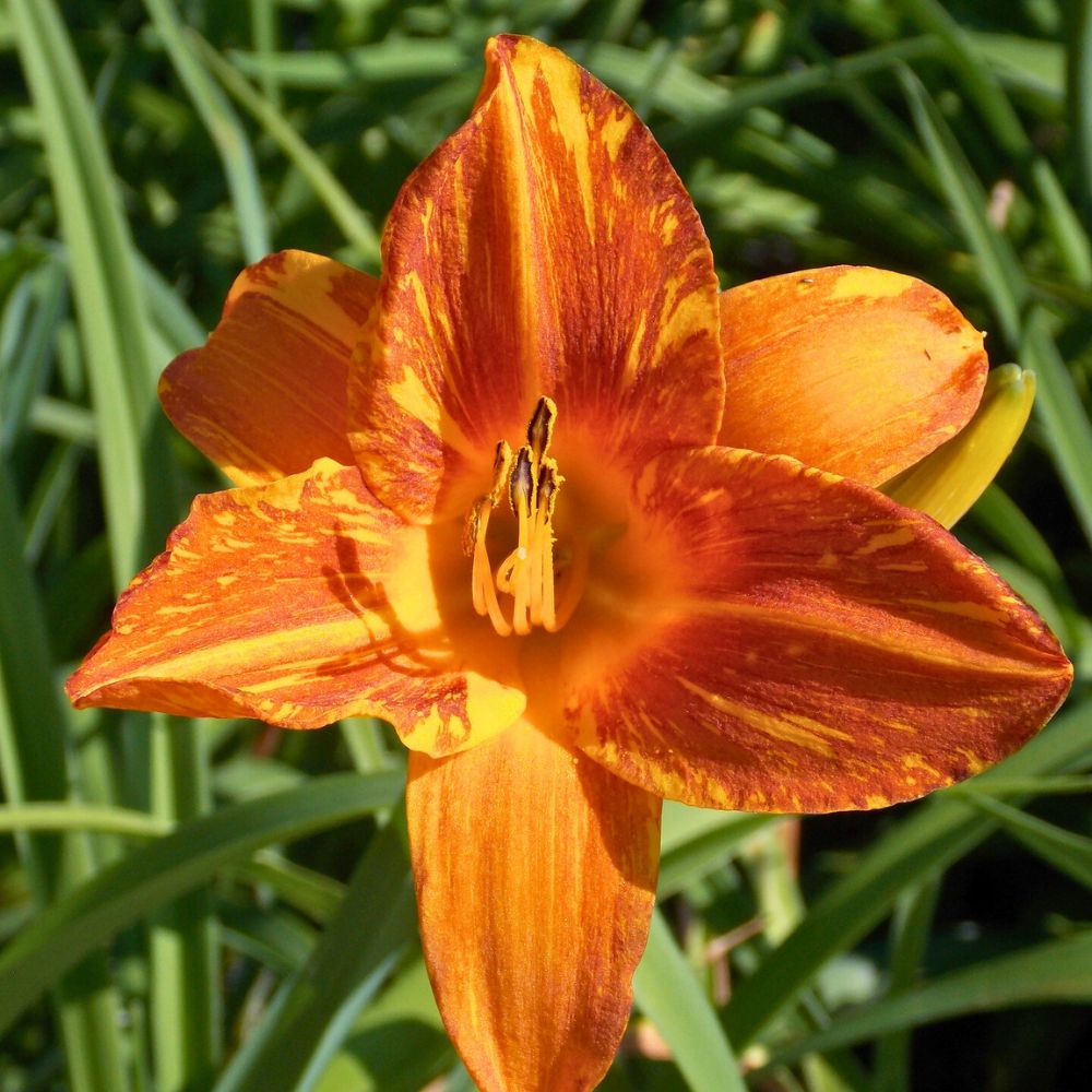 Fully flowering Daylily