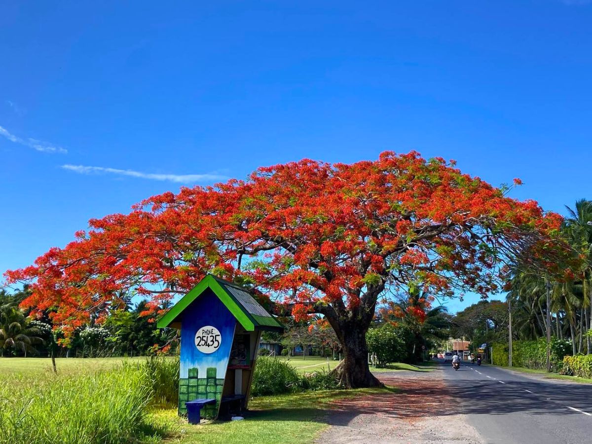 Flowering flame tree along the road
