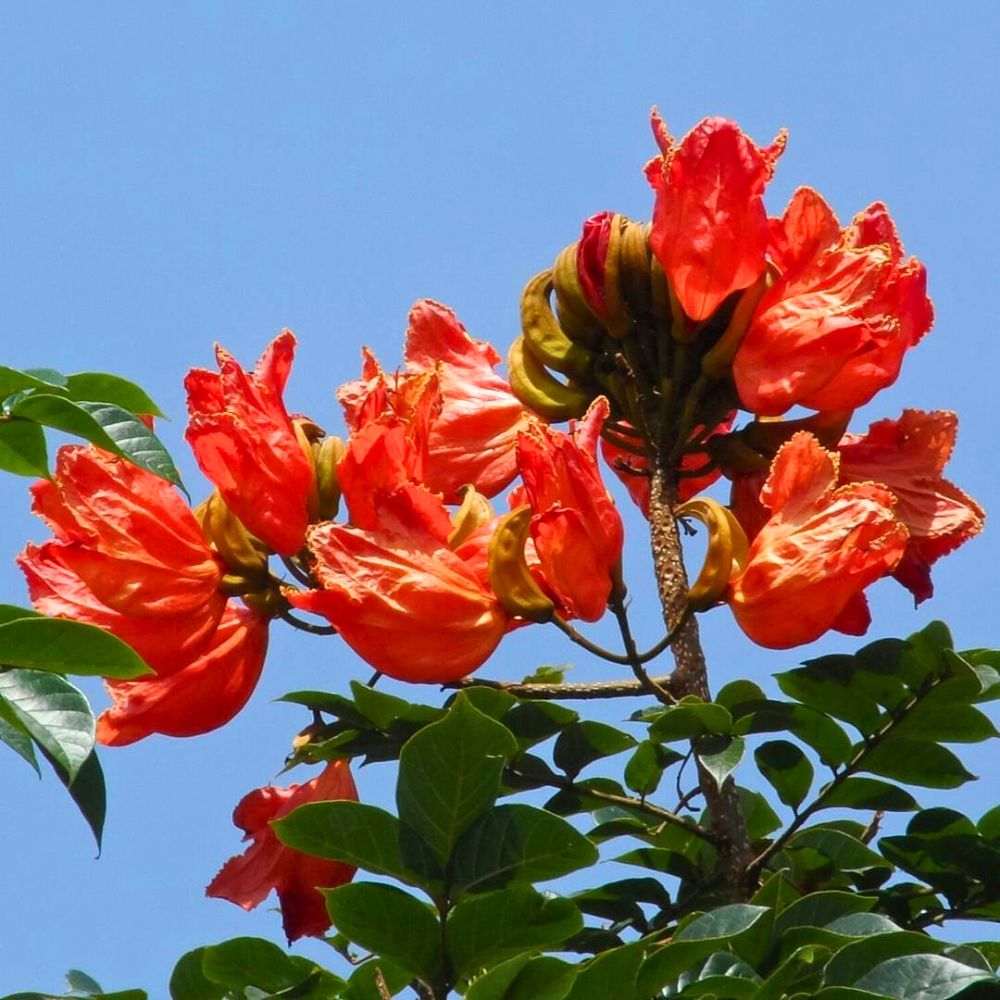 African Tulip Tree