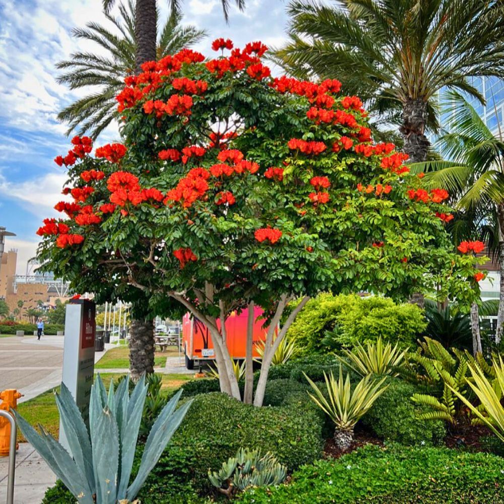 African Tulip Tree aka Spathodea campanulata