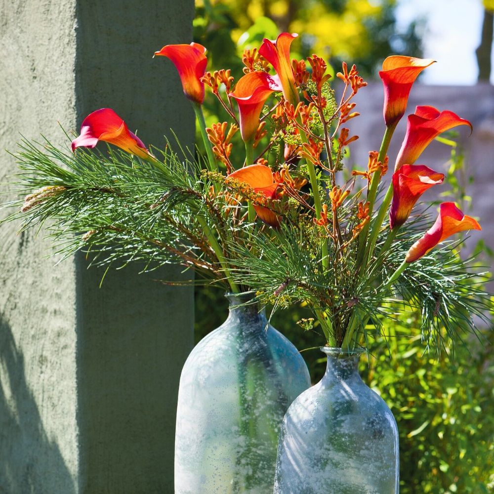 Orange Calla Lilies by Simply Calla