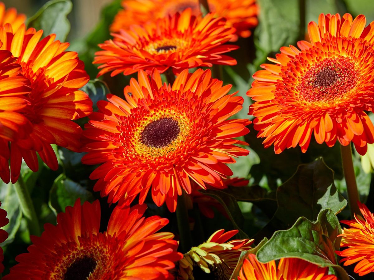 Orange Gerbera by HilverdaFlorist