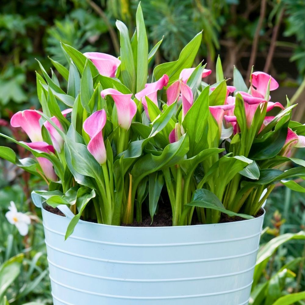 Pink Calla Lilies for Breast Cancer Month Pink Calla Lilies for Breast Cancer Month