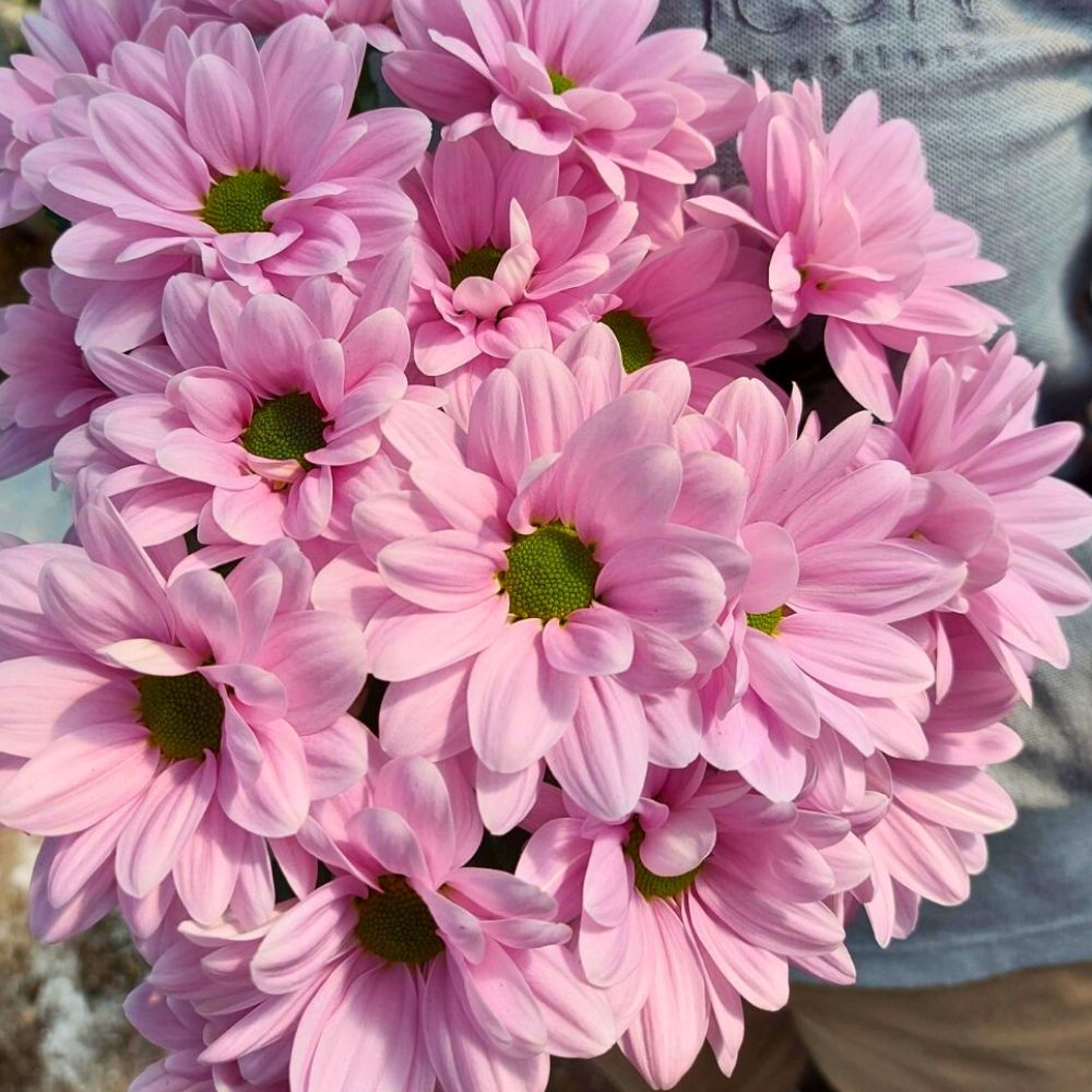 Chrysanthemum Dotty Pink from Icon Selections Chrysanthemum Dotty Pink from Icon Selections