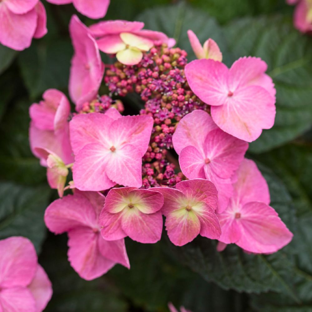 Pink Hydrangeas for cancer awareness month Pink Hydrangeas for cancer awareness month