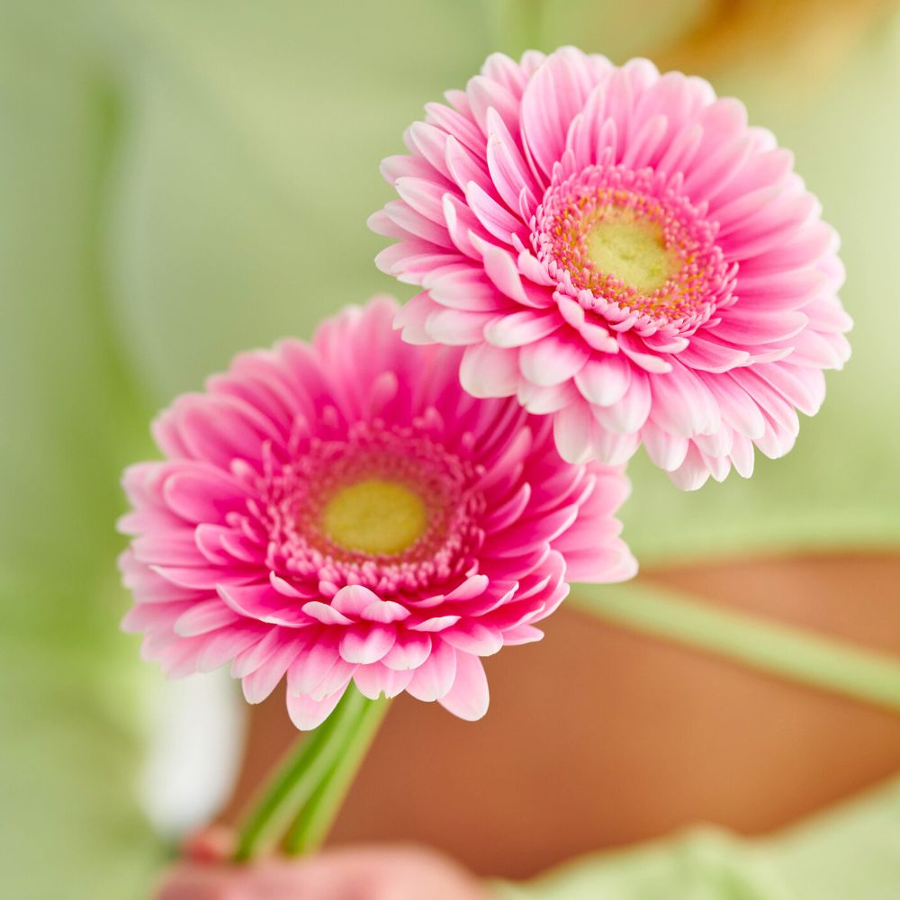 Pink Gerberas for Cancer Awareness Month Pink Gerberas for Cancer Awareness Month by HilverdaFlorist