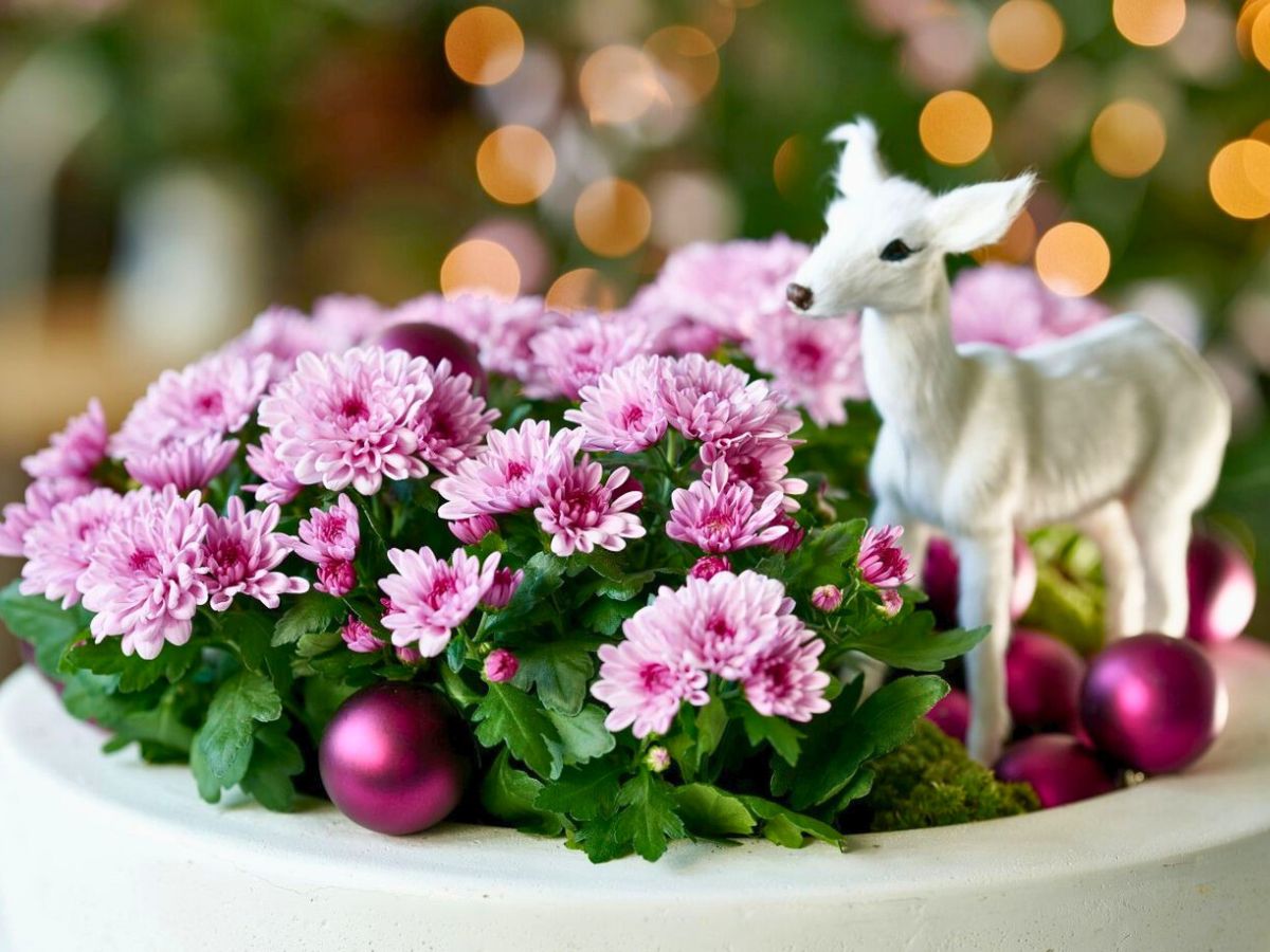 Pink Chrysanthemums by Royal Van Zanten Pink Chrysanthemums by Royal Van Zanten