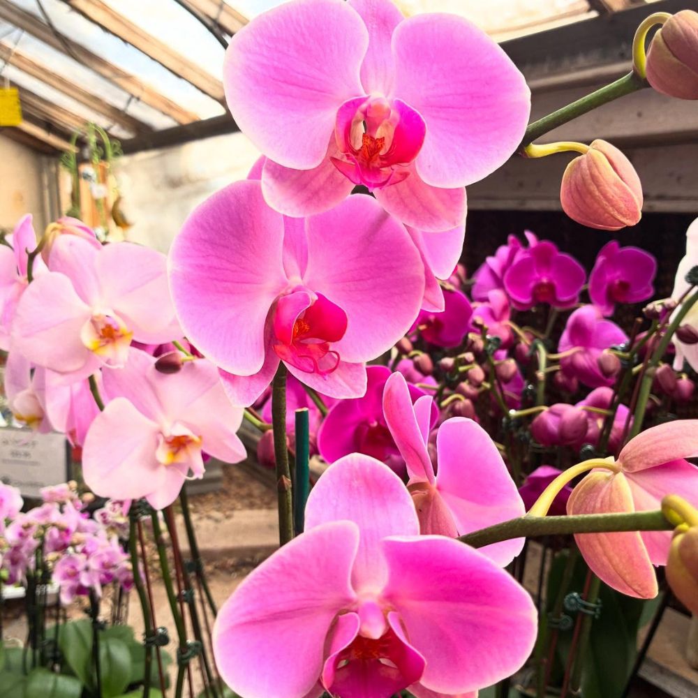 Pink Orchids for cancer awareness month Pink Orchids for cancer awareness month