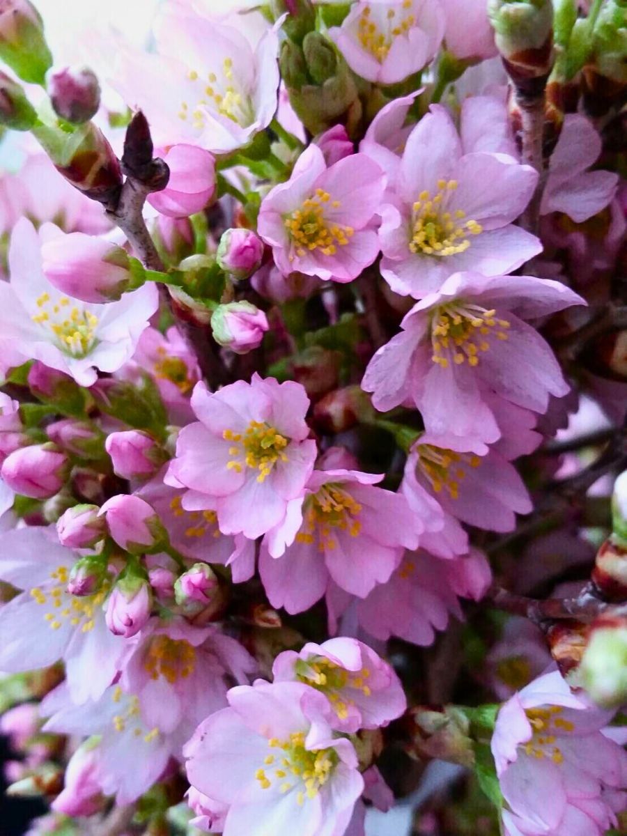 Cherry blossoms Aucnet’s Partnership With Ja Shonai Midori Brings Japanese Cherry Blossoms to the World