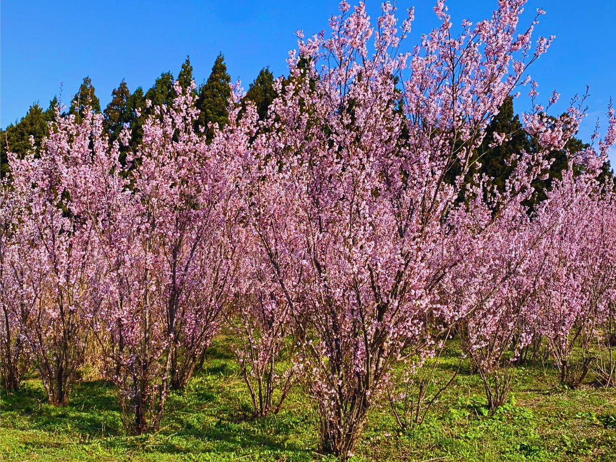 Aucnet’s Partnership With JA Shonai Midori Brings Japanese Cherry Blossoms to the World