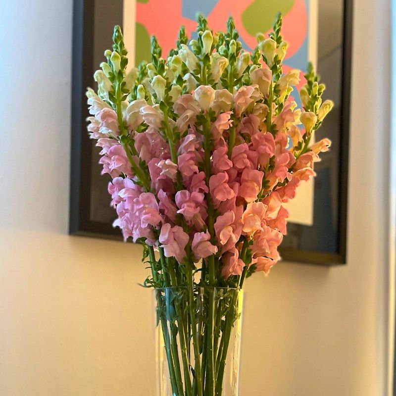 Pink Snapdragons for cancer awareness month Pink Snapdragons for cancer awareness month