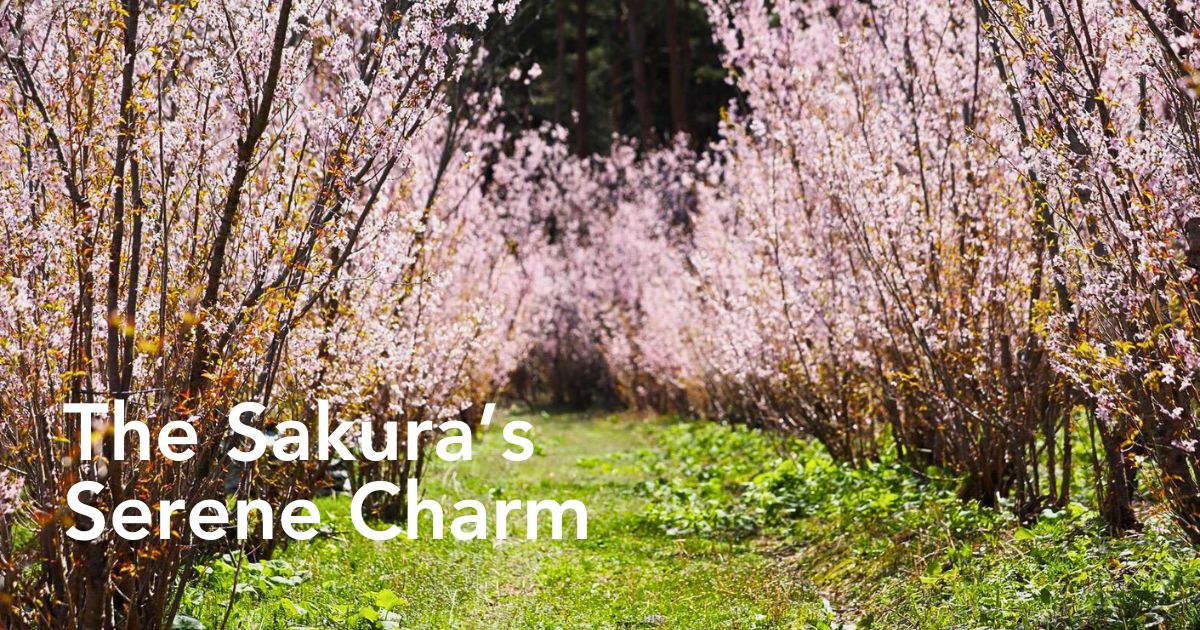 Aucnet’s Partnership With JA Shonai Midori Brings Japanese Cherry Blossoms to the World - Thursd Article