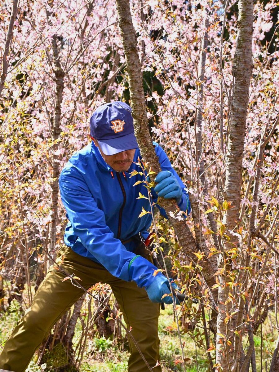 Aucnet’s Partnership With JA Shonai Midori Brings Japanese Cherry Blossoms to the World - Thursd Article