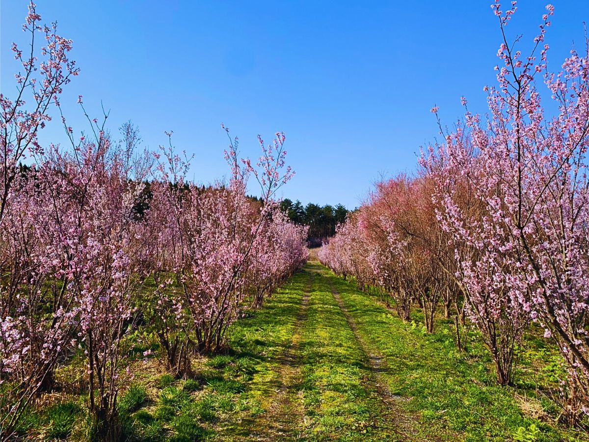 Aucnet’s Partnership With JA Shonai Midori Brings Japanese Cherry Blossoms to the World - Thursd Article