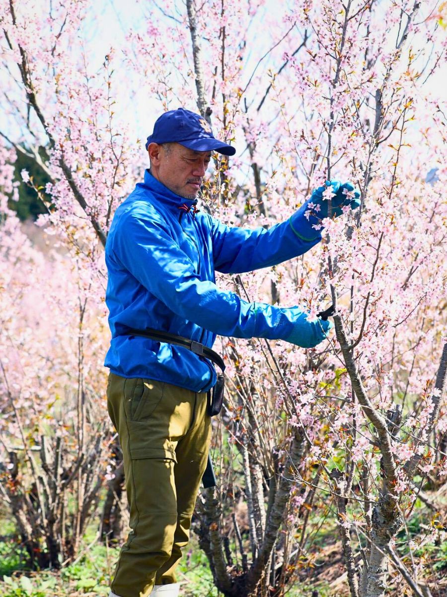 Aucnet’s Partnership With JA Shonai Midori Brings Japanese Cherry Blossoms to the World - Thursd Article