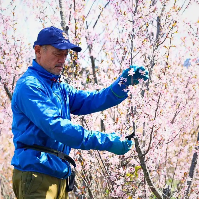 Aucnet’s Partnership With JA Shonai Midori Brings Japanese Cherry Blossoms to the World - Thursd Article