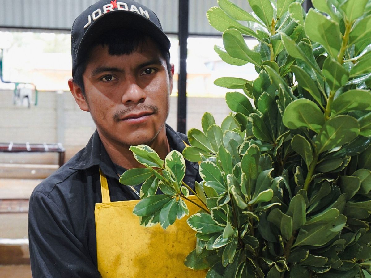 Bunching of variegated Pittosporum at Tak Global Bunching of variegated Pittosporum at Tak Global